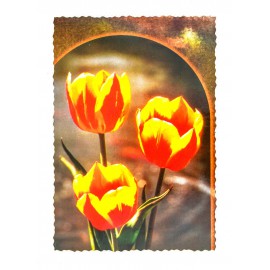 Tulipán képeslap
